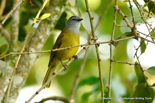 Kikuyu Mountain Greenbul