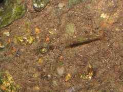 Atyoidea