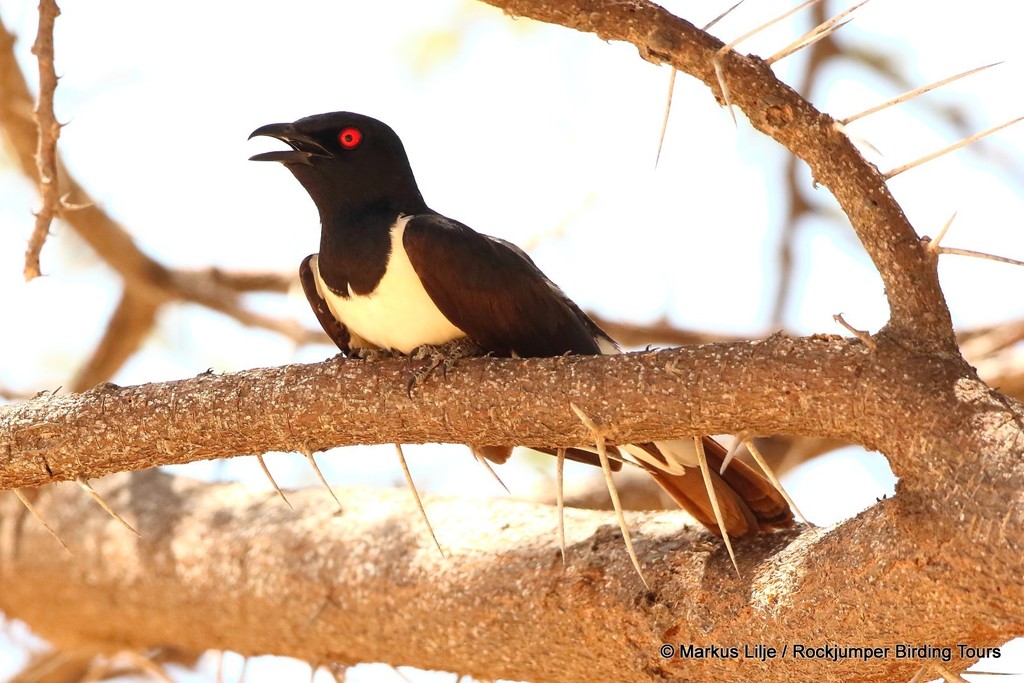 Magpie Starling photo