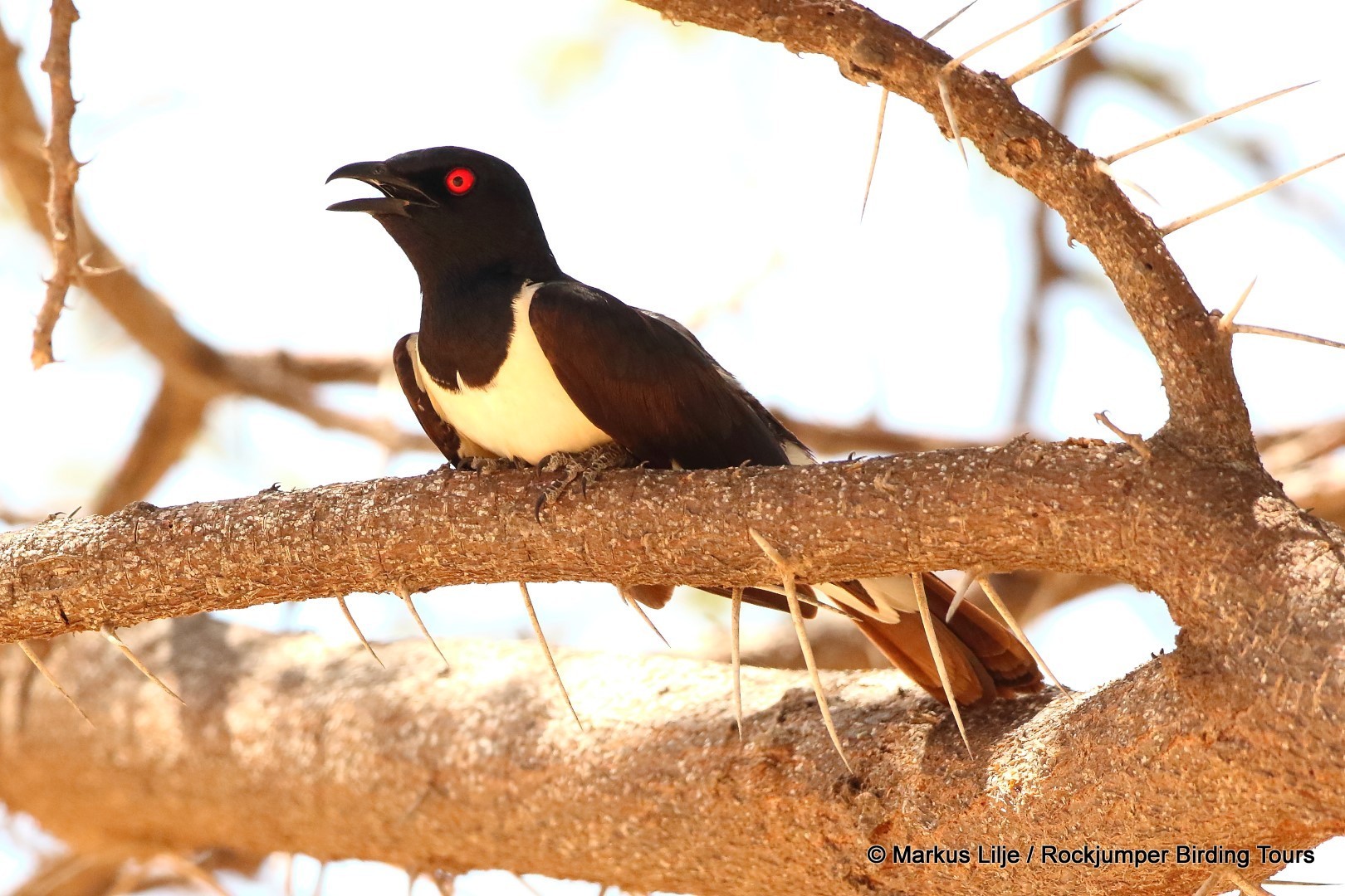 Magpie Starling illustration