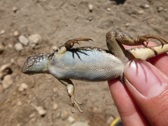 Sceloporus graciosus vandenburgianus