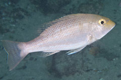 Lethrinus genivittatus