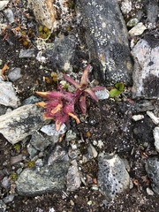 Pedicularis hirsuta