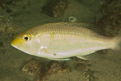 Lethrinus genivittatus