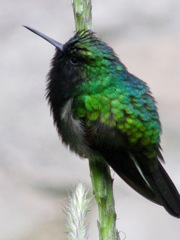 Eupherusa nigriventris