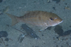 Lethrinus genivittatus