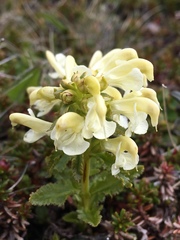 Pedicularis lapponica