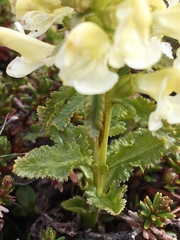 Pedicularis lapponica