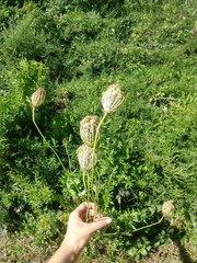 Daucus carota
