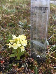 Pedicularis lapponica