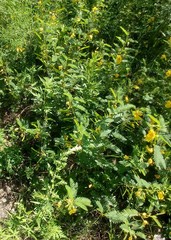 Chamaecrista fasciculata