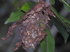 Calligaster himalayensis