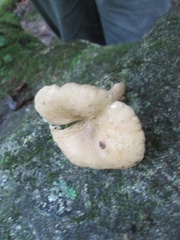Lactarius subplinthogalus