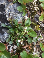 Cardamine bellidifolia
