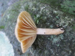 Lactarius subplinthogalus