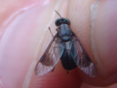 Chrysops univittatus
