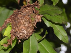 Calligaster himalayensis