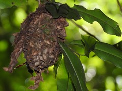 Calligaster himalayensis