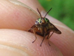 Chrysops univittatus
