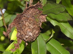 Calligaster himalayensis