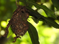 Calligaster himalayensis