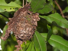 Calligaster himalayensis