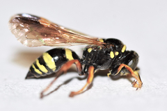 Gorytes canaliculatus