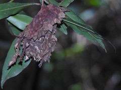 Calligaster himalayensis