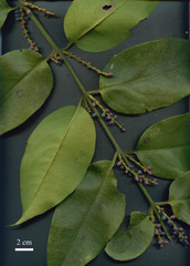 Peristethium leptostachyum