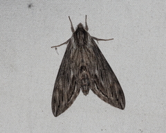 Sphinx canadensis