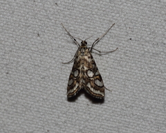 Elophila ekthlipsis