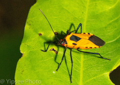 Plinachtus acicularis
