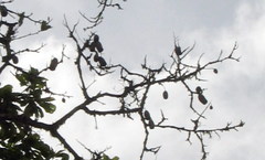 Couratari guianensis