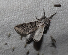 Furcula occidentalis