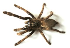 Haploclastus nilgirinus