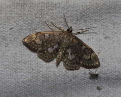 Anania tertialis