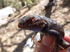 Sceloporus graciosus vandenburgianus