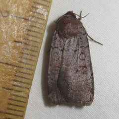 Protolampra rufipectus