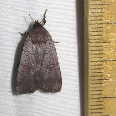 Protolampra rufipectus