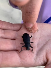 Iphthiminus serratus