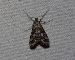 Elophila ekthlipsis