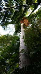 Archontophoenix purpurea