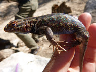 Sceloporus graciosus vandenburgianus
