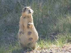 Cynomys parvidens