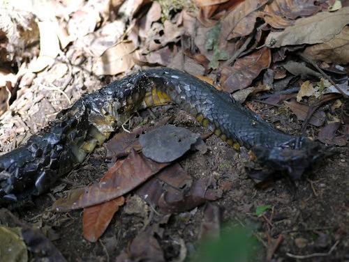 African Tree Cobra