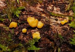 Trichoderma nothescens