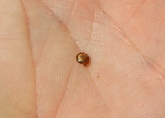 Euconulus