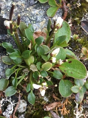 Cardamine bellidifolia