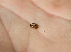 Euconulus