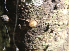 Euconulus